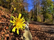 02 Primo tratto del percorso su stradetta agrosilvopastorale  colorata d'autunno